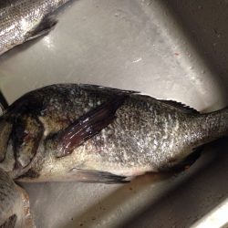 久しぶりのフカセ