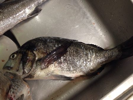 久しぶりのフカセ