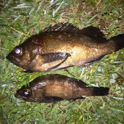 マーブルビーチにて寝魚