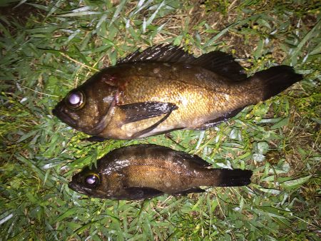 マーブルビーチにて寝魚