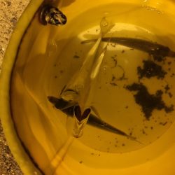 夏バテアジング