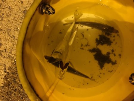 夏バテアジング