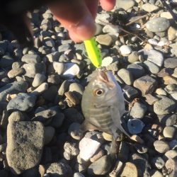 メッキ調査最終