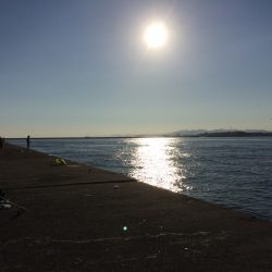 釣りin中島埠頭