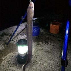 日付変わってから昼頃までの釣果