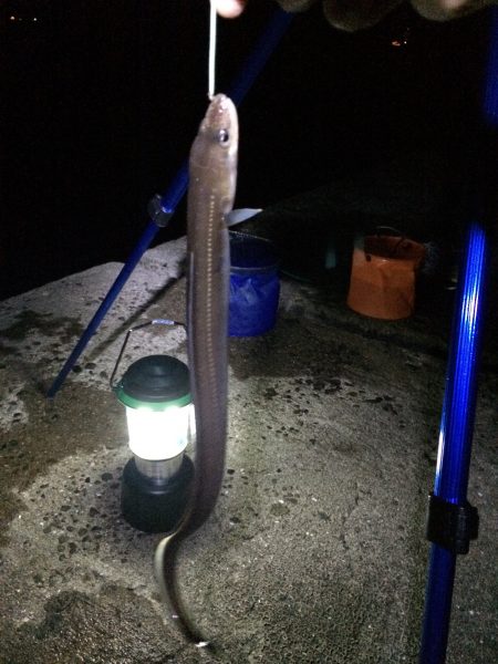 日付変わってから昼頃までの釣果