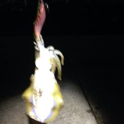 アオりん調査へ行ってみよう！