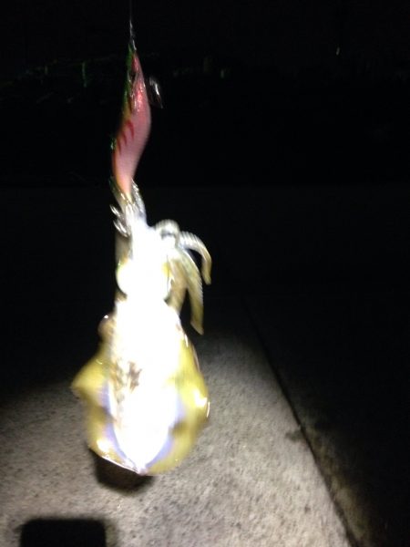 アオりん調査へ行ってみよう！