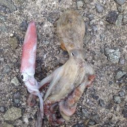 セイゴ、ゲット!