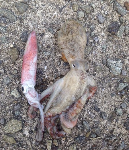 セイゴ、ゲット!