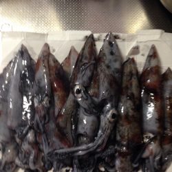 ケンサキイカ爆釣!!