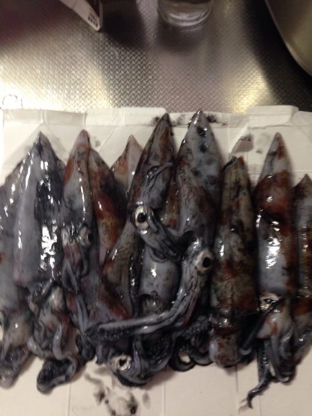 ケンサキイカ爆釣!!