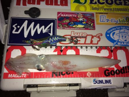 ライトエギングで剣先狙い