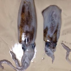 M-CUPの釣果ですよ。