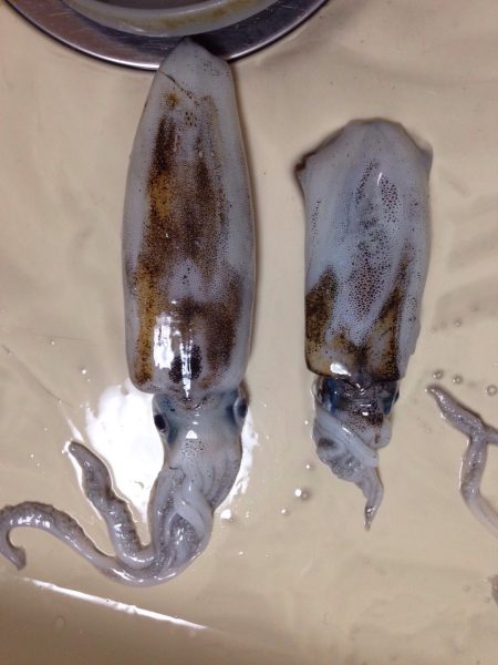 M-CUPの釣果ですよ。