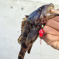 穴釣りは鉄板！