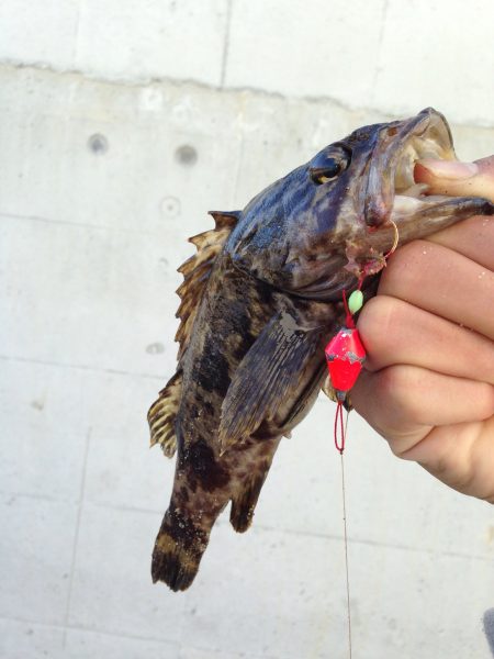 穴釣りは鉄板！