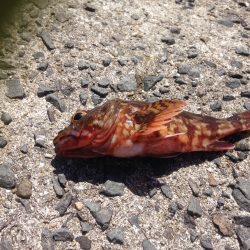 荒れの中の釣果