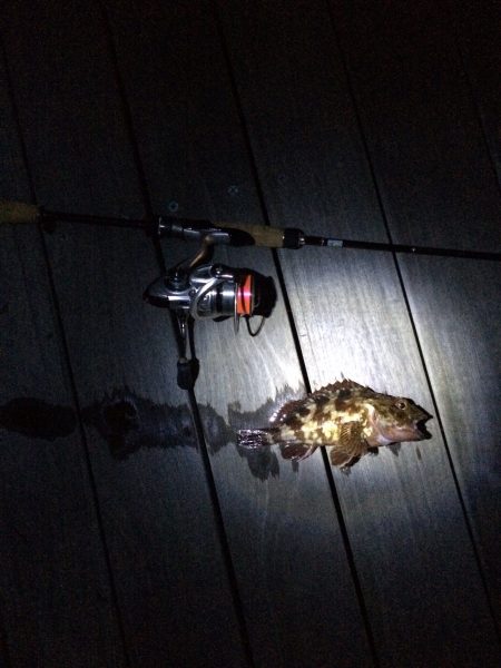 雨上がりちょこっとフィッシング