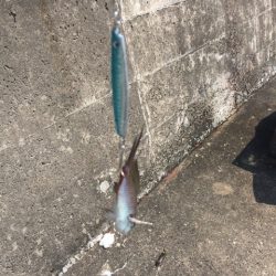 コッパグレの大群