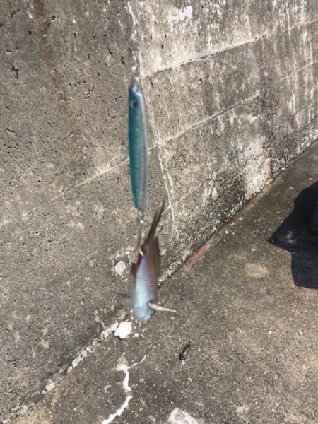 コッパグレの大群