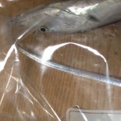 初めての太刀魚