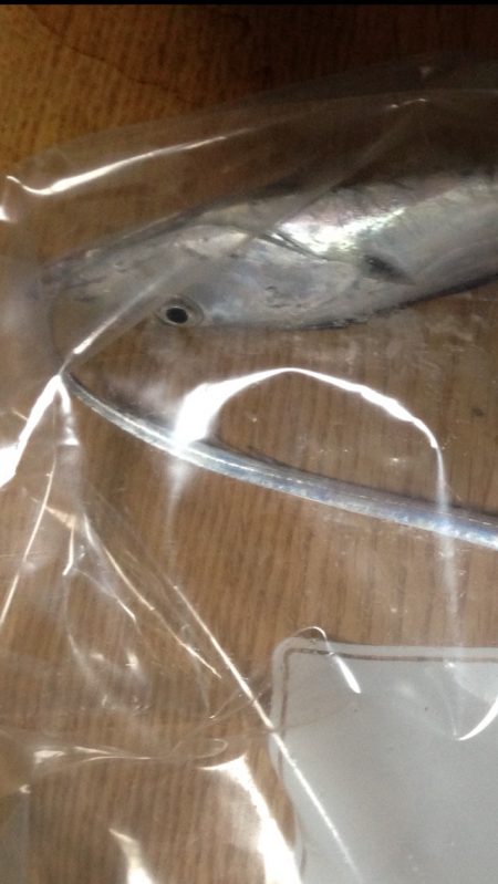 初めての太刀魚