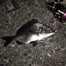 久しぶりにチニング