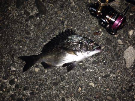 久しぶりにチニング