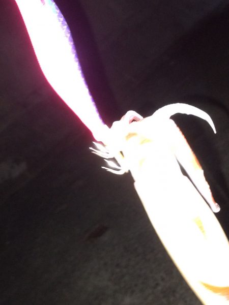 ケンサキイカ調査