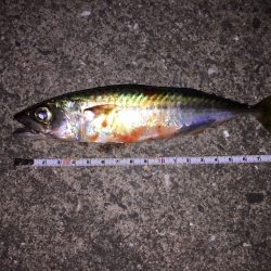 サイズチェックアジング