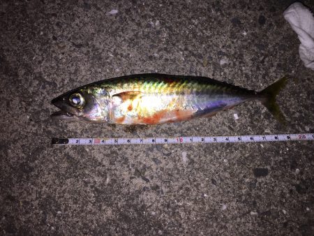 サイズチェックアジング