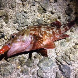 終始汗だく釣行。