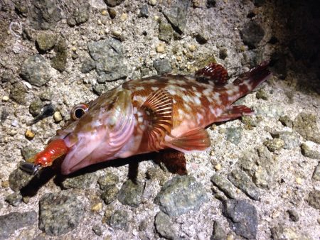 終始汗だく釣行。