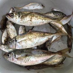 蛸のつもりが鯵に