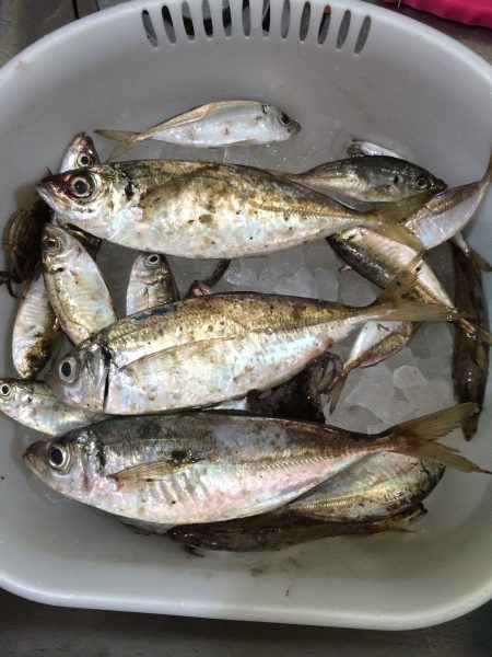 蛸のつもりが鯵に