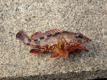 ショアジギング