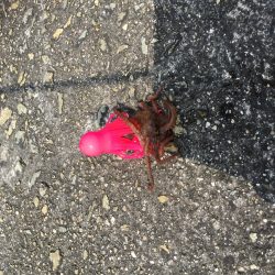 蛸釣りって、、、