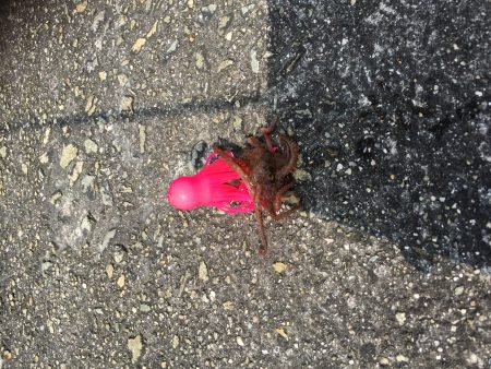 蛸釣りって、、、