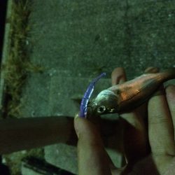 34豆アジング大会in大阪