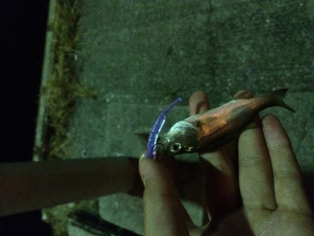 34豆アジング大会in大阪