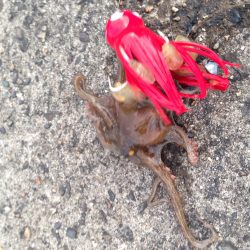 かもめ大橋にて