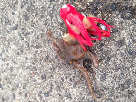 かもめ大橋にて