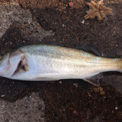季節外れ？のエビ撒き釣り