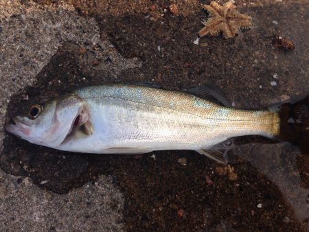 季節外れ？のエビ撒き釣り