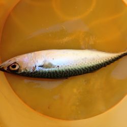 神戸、ショアジギング