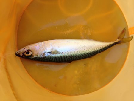 神戸、ショアジギング