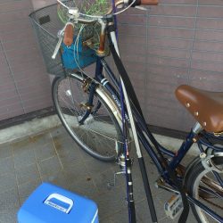 人生初シーバス！