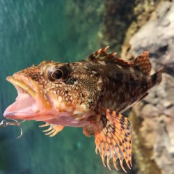 日中ライトゲーム