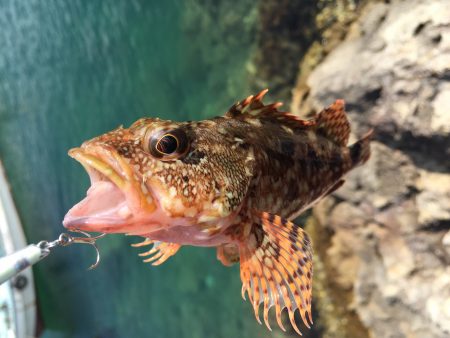 日中ライトゲーム